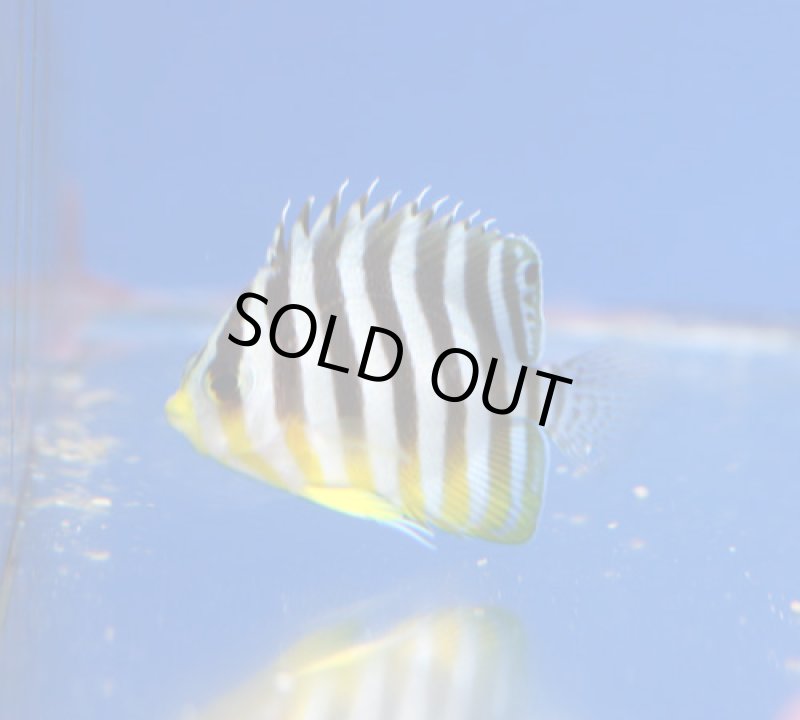 画像2: シマヤッコ (2)