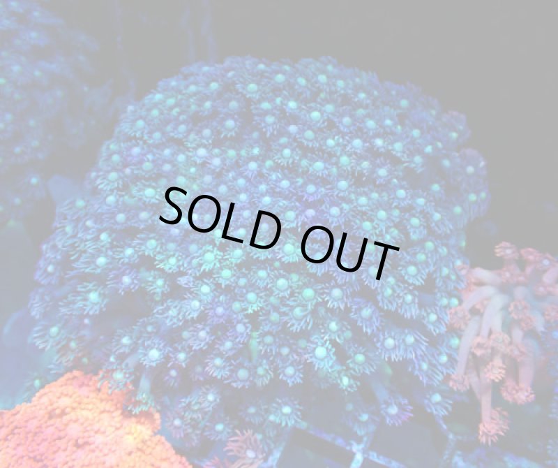 画像1: ハナガササンゴ　 (1)