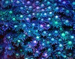 画像2: ハナガササンゴ　 (2)