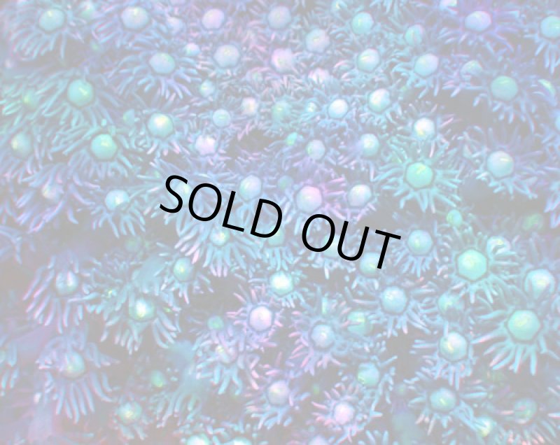 画像2: ハナガササンゴ　 (2)