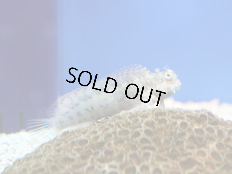 画像1: ヤエヤマギンポ (1)