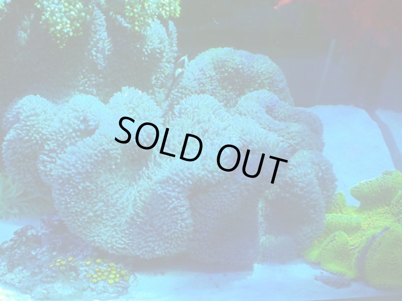 画像1: ハタゴイソギンチャク (1)