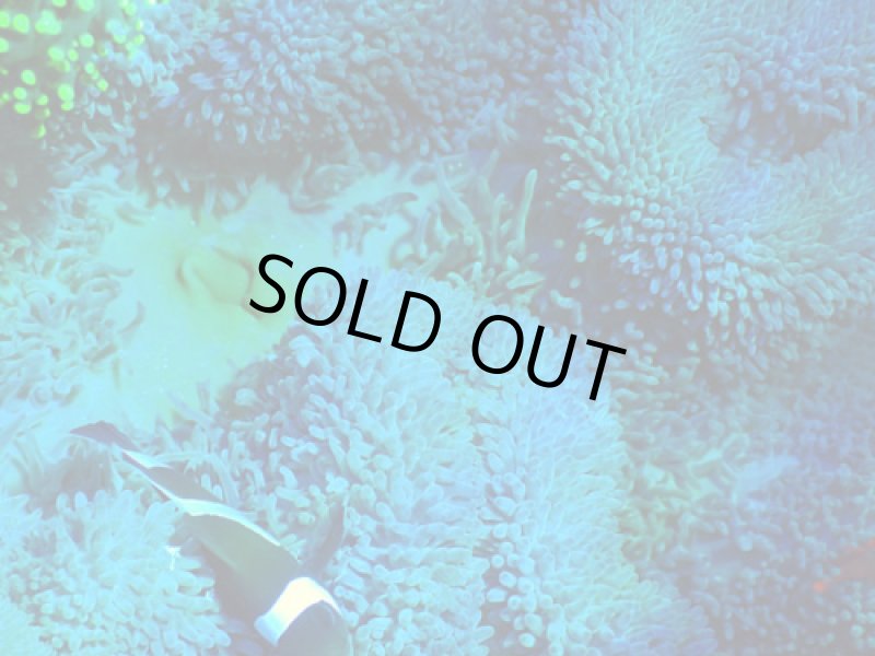 画像2: ハタゴイソギンチャク (2)