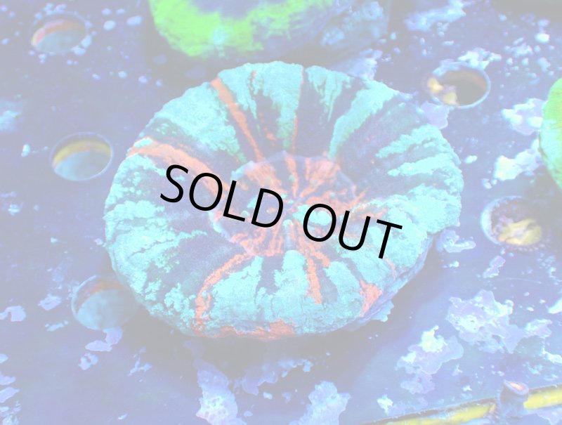 画像4: スコリミア (4)