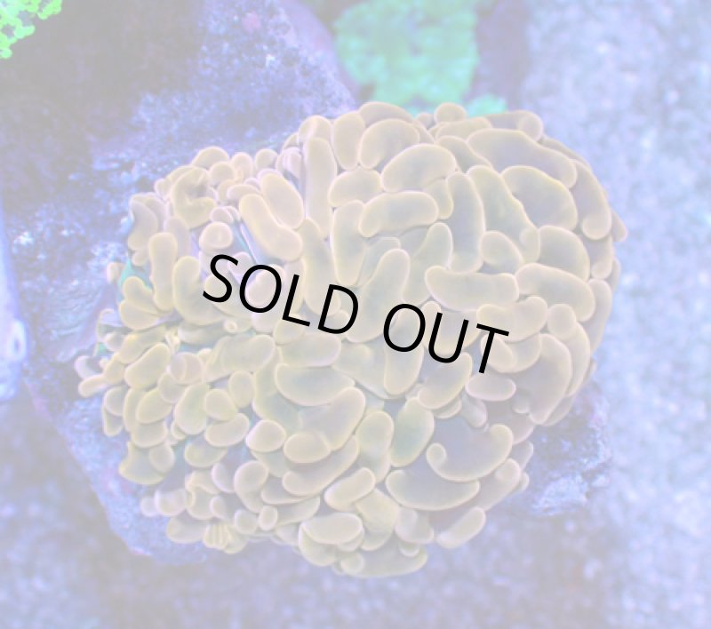 画像1: ナガレハナ (1)