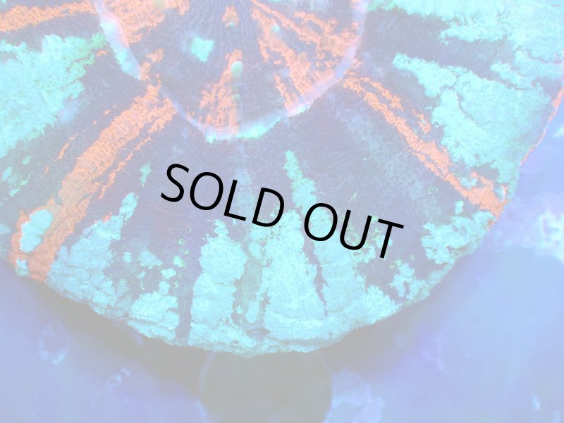 画像2: スコリミア (2)