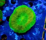 画像4: スコリミア (4)