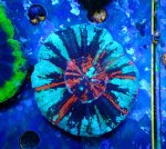 画像1: スコリミア (1)