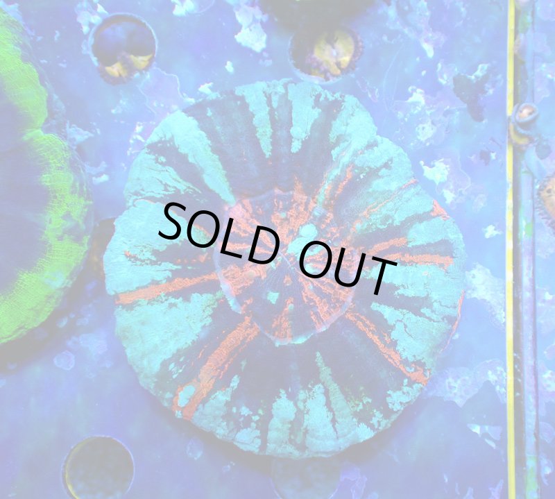 画像1: スコリミア (1)