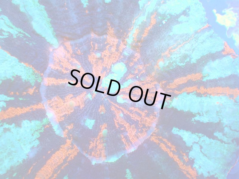 画像3: スコリミア (3)