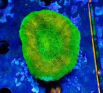 画像1: スコリミア (1)