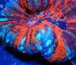 画像2: スコリミア (2)