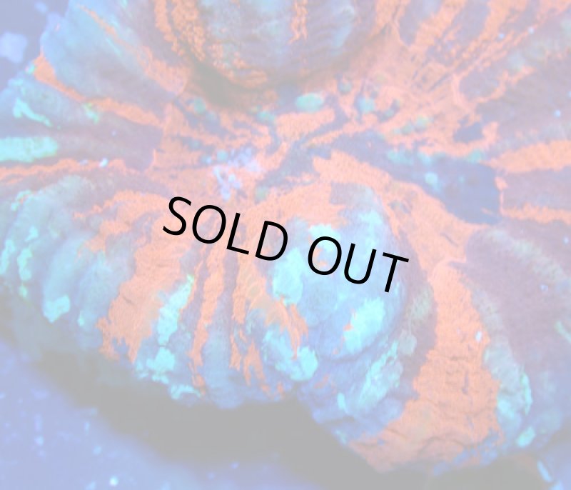 画像2: スコリミア (2)