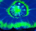 画像2: スコリミア (2)