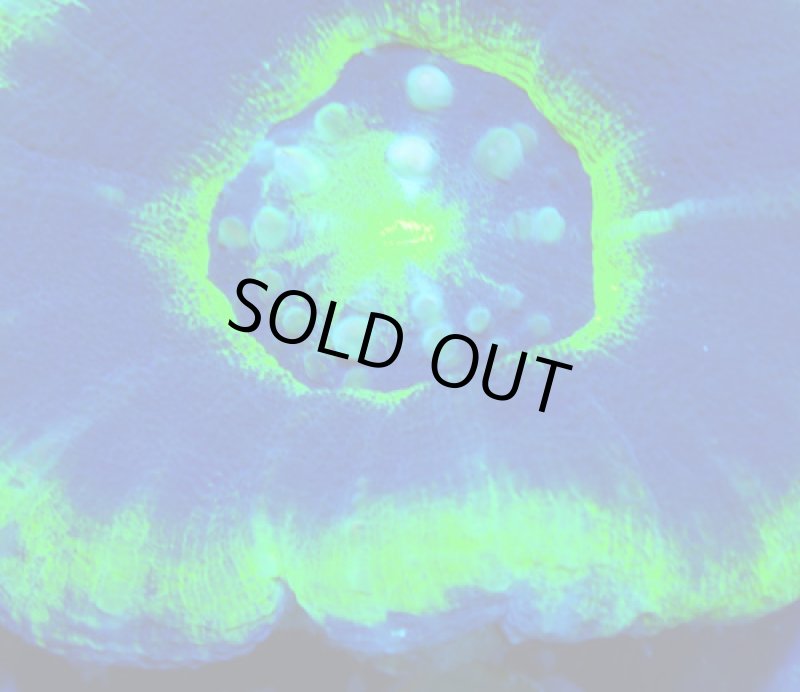 画像2: スコリミア (2)