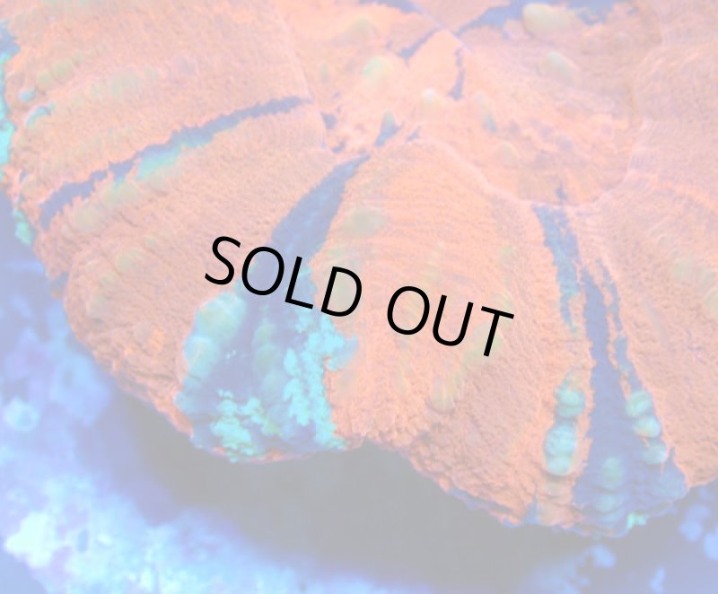 画像2: スコリミア (2)