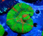 画像1: スコリミア (1)