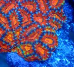 画像2: カクオオトゲ (2)