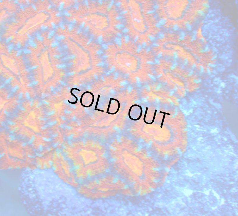 画像2: カクオオトゲ (2)