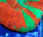 画像2: スコリミア (2)