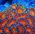 画像3: カクオオトゲ (3)