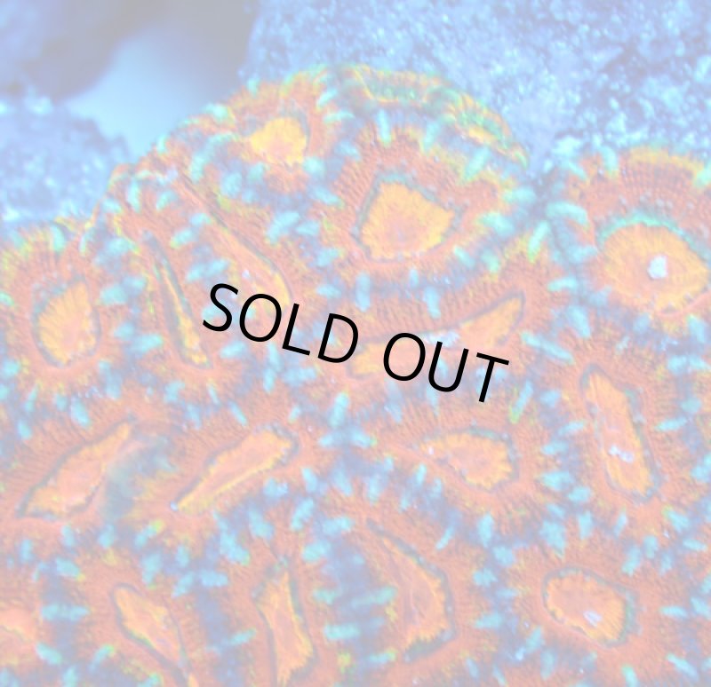 画像3: カクオオトゲ (3)