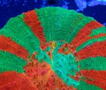 画像3: スコリミア (3)