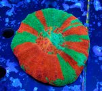 画像1: スコリミア (1)