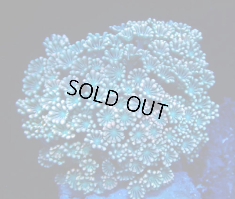 画像1: アワサンゴ (1)