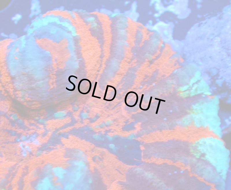 画像3: スコリミア (3)