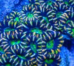 画像2: カクオオトゲ (2)