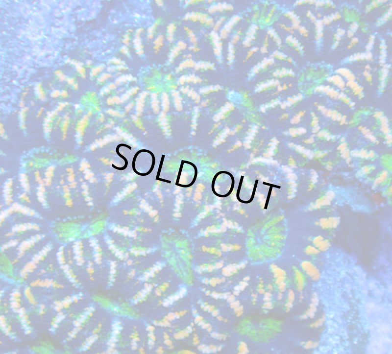 画像2: カクオオトゲ (2)