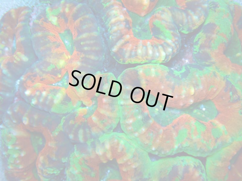 画像2: ハナガタサンゴ (2)