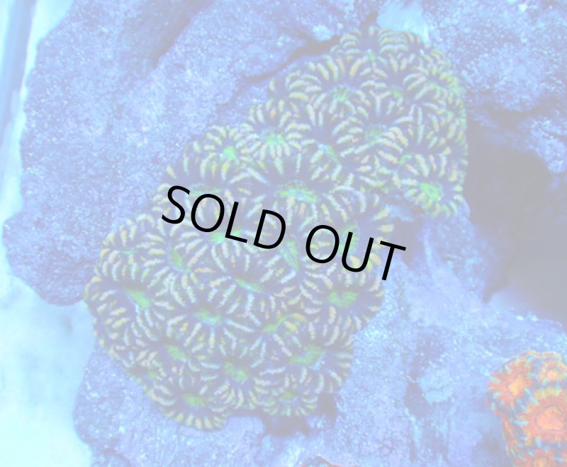 画像1: カクオオトゲ (1)