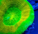 画像3: スコリミア (3)