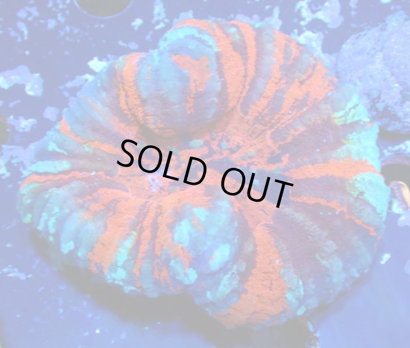 画像1: スコリミア (1)