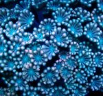 画像2: アワサンゴ (2)