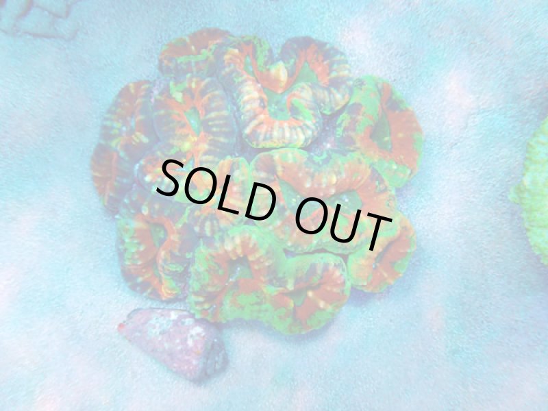 画像1: ハナガタサンゴ (1)