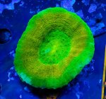 画像1: スコリミア (1)