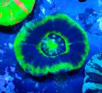 画像1: スコリミア (1)