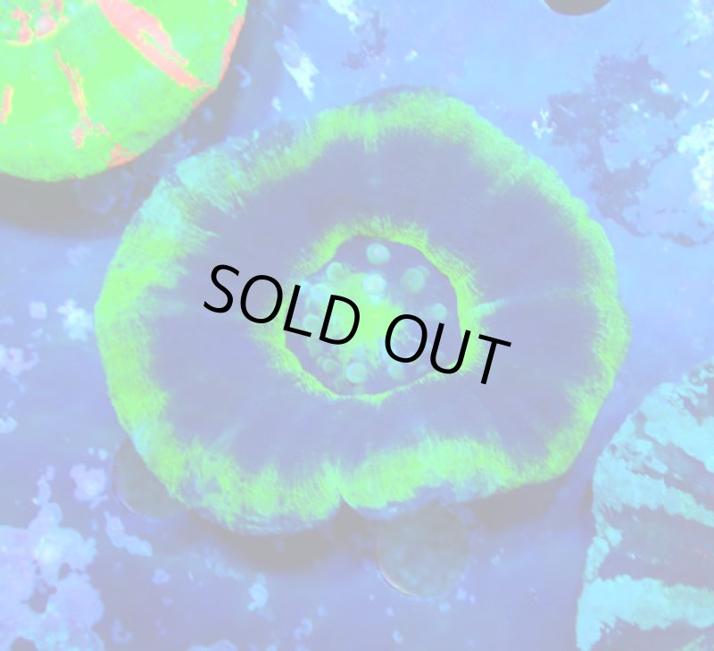 画像1: スコリミア (1)