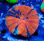 画像1: スコリミア (1)