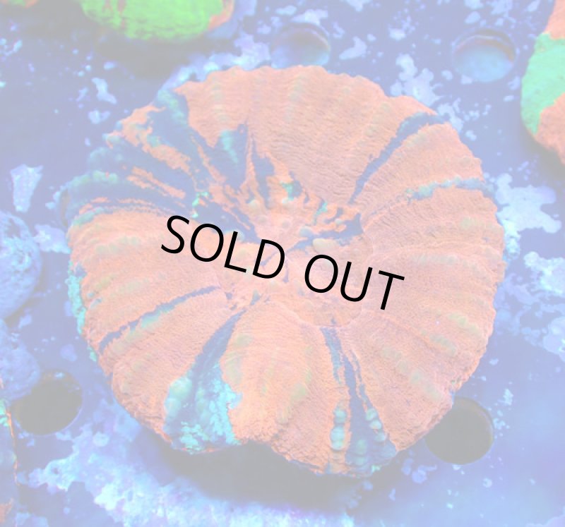 画像1: スコリミア (1)