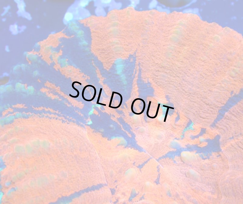 画像3: スコリミア (3)