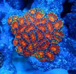 画像1: カクオオトゲ (1)