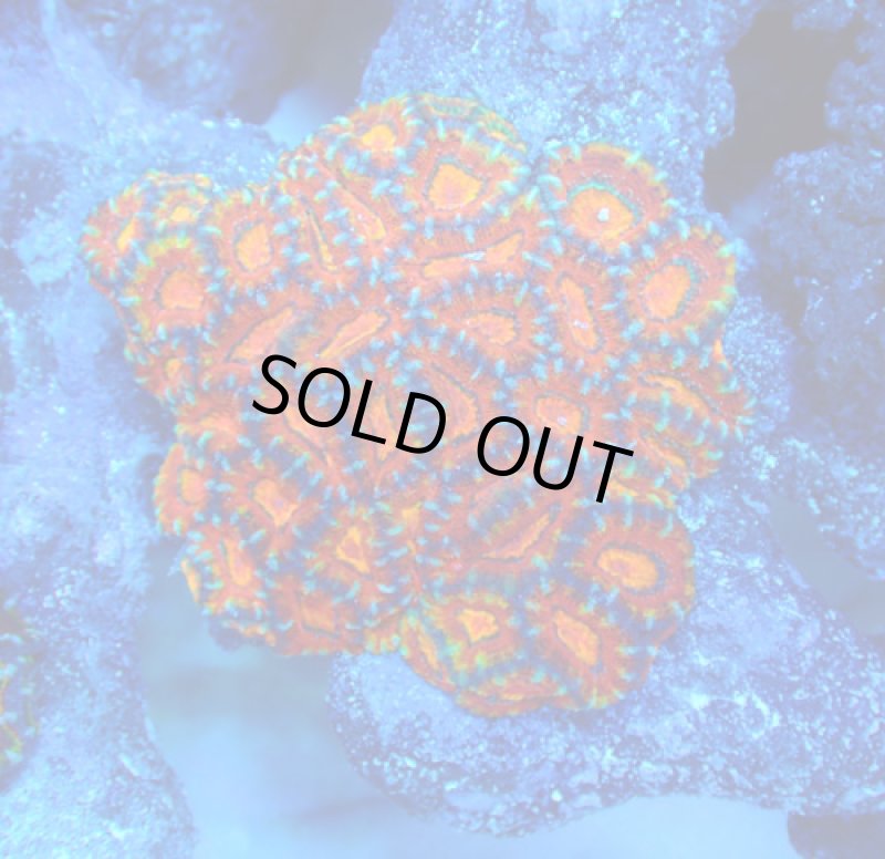 画像1: カクオオトゲ (1)