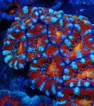 画像2: カクオオトゲ (2)