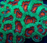 画像2: カクオオトゲ (2)