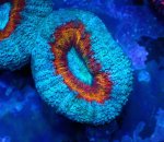 画像2: ハナガタサンゴ (2)