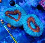 画像1: ハナガタサンゴ (1)